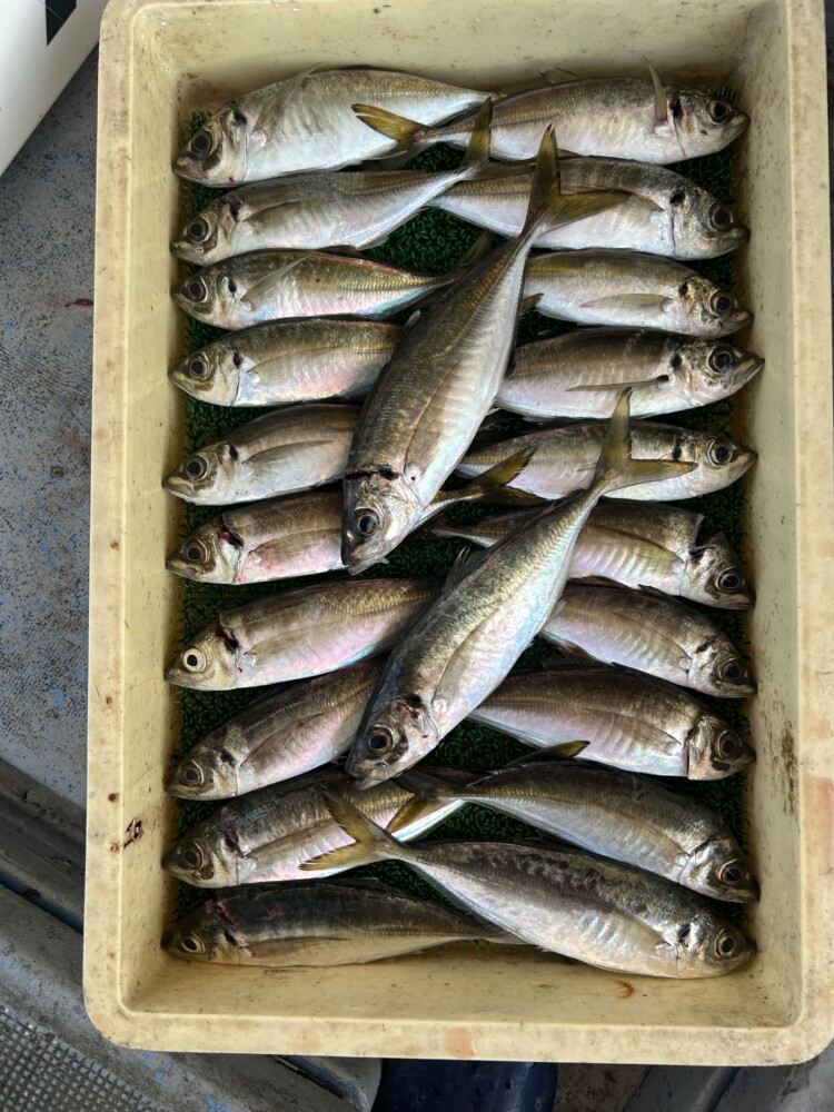 釣果写真