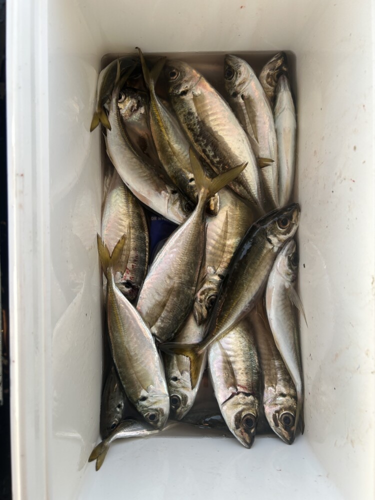 釣果写真
