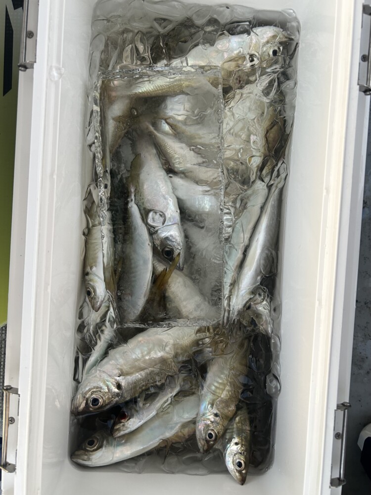 釣果写真