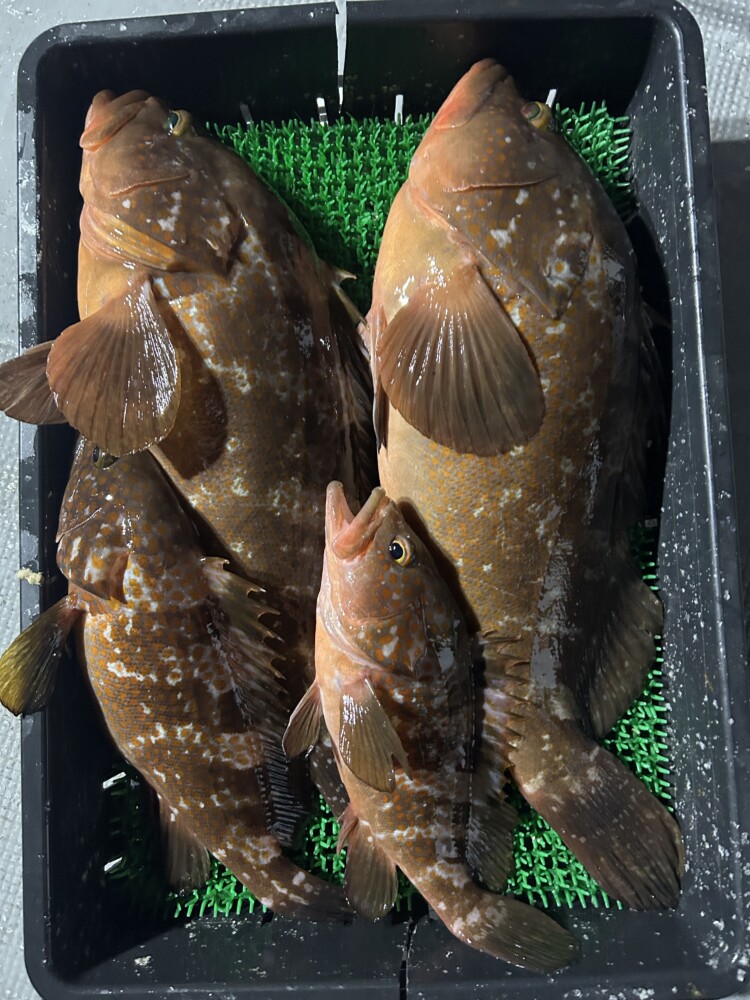 釣果写真