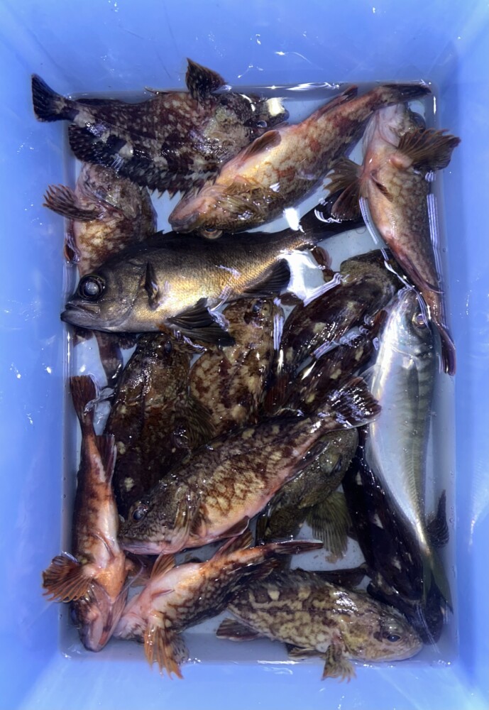 釣果写真