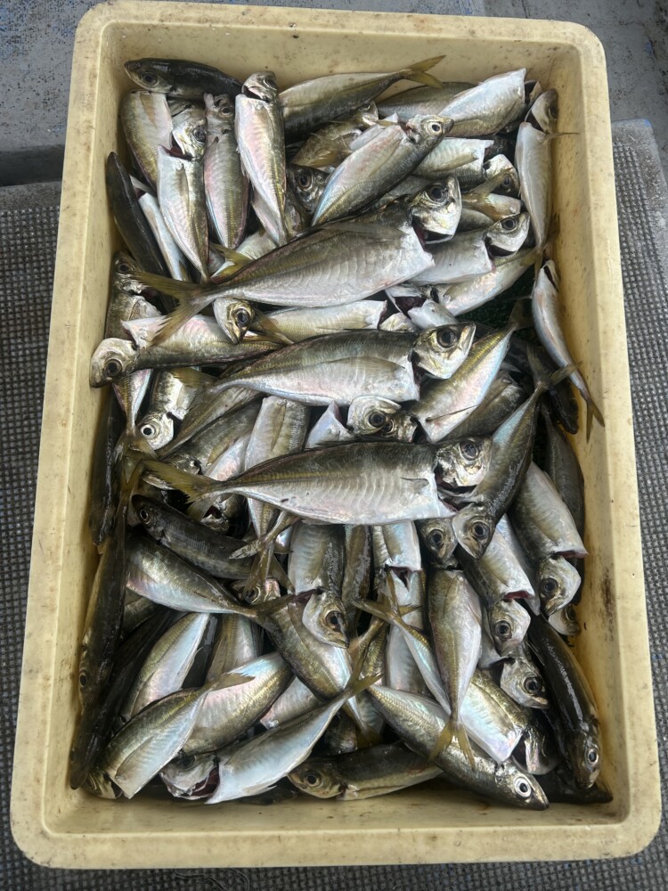 釣果写真