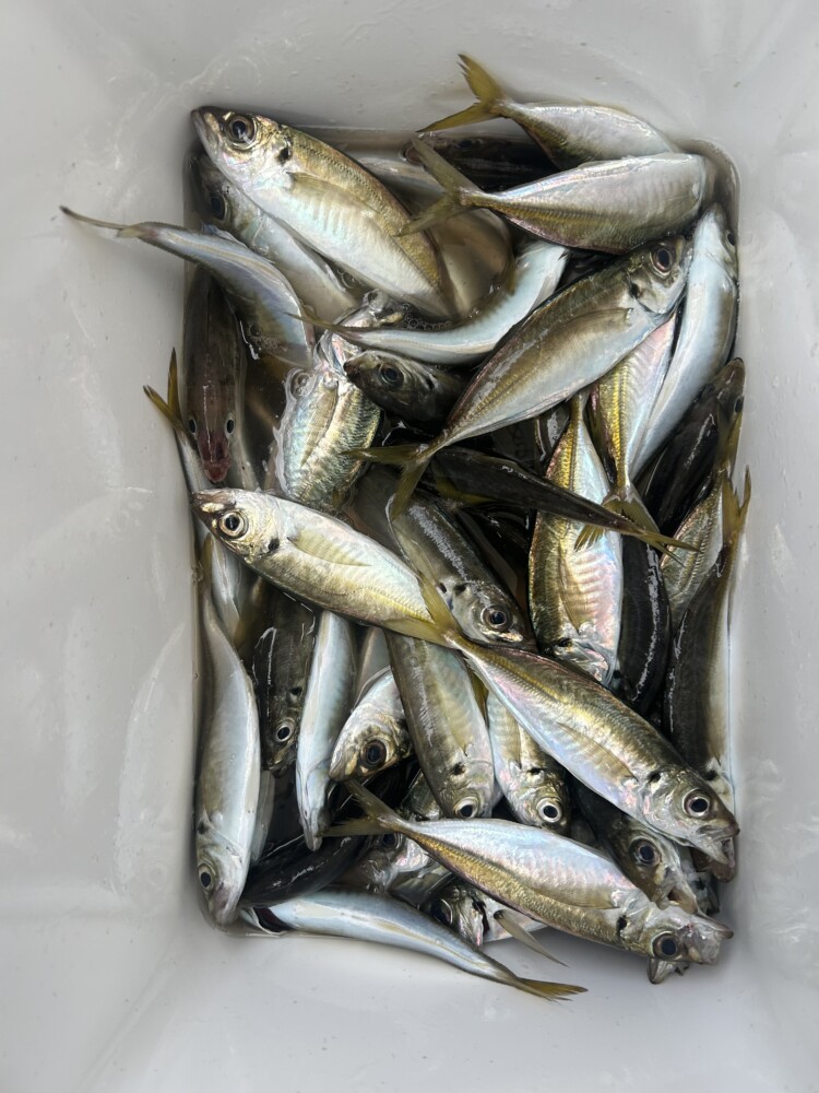 釣果写真