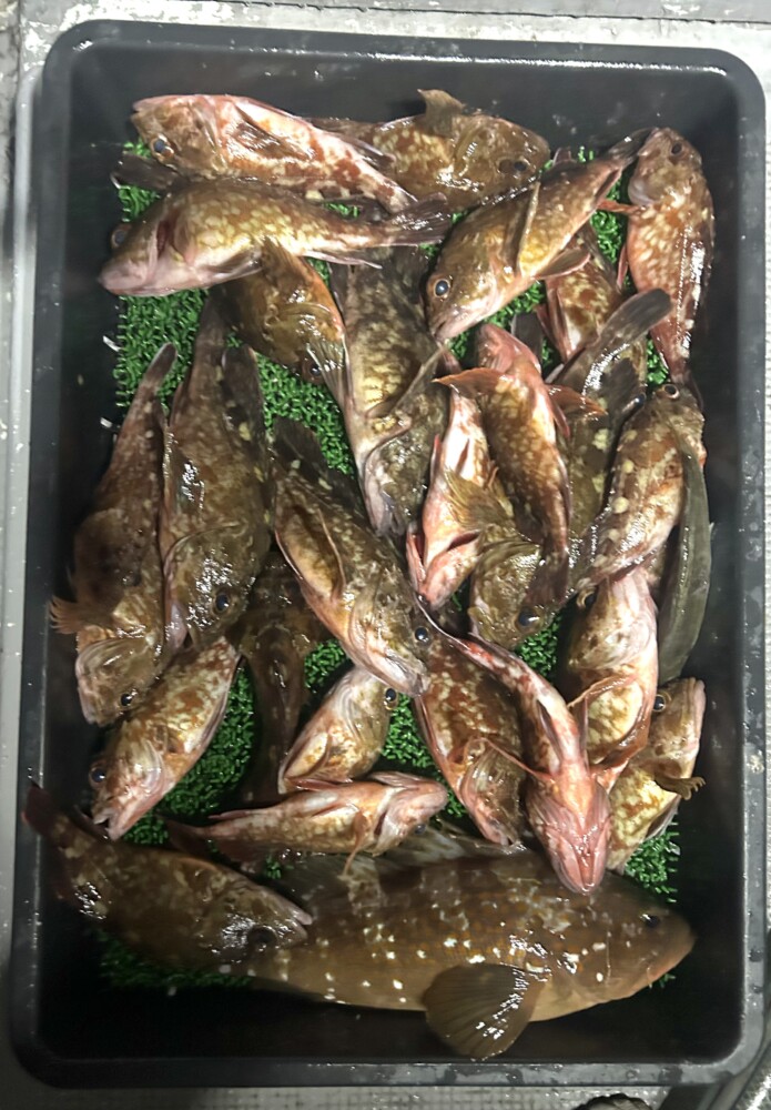 釣果写真