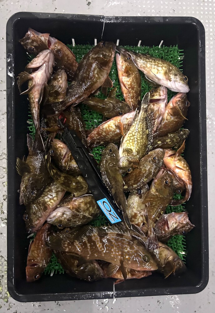 釣果写真