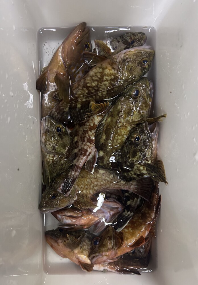 釣果写真