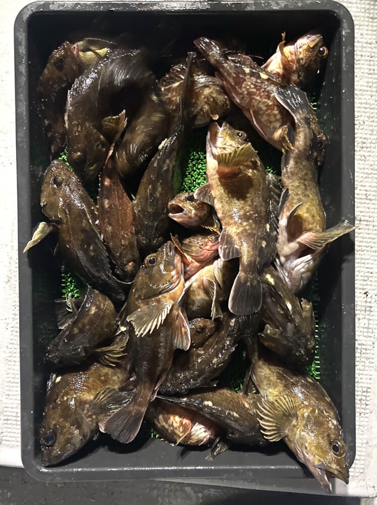 釣果写真