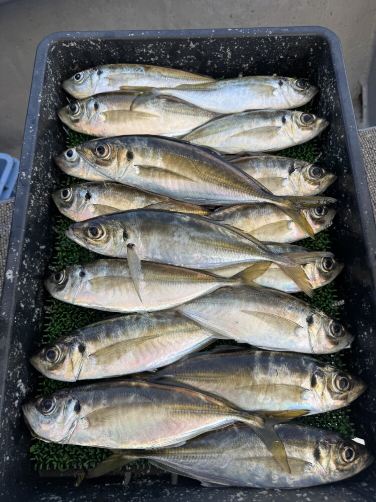 釣果写真