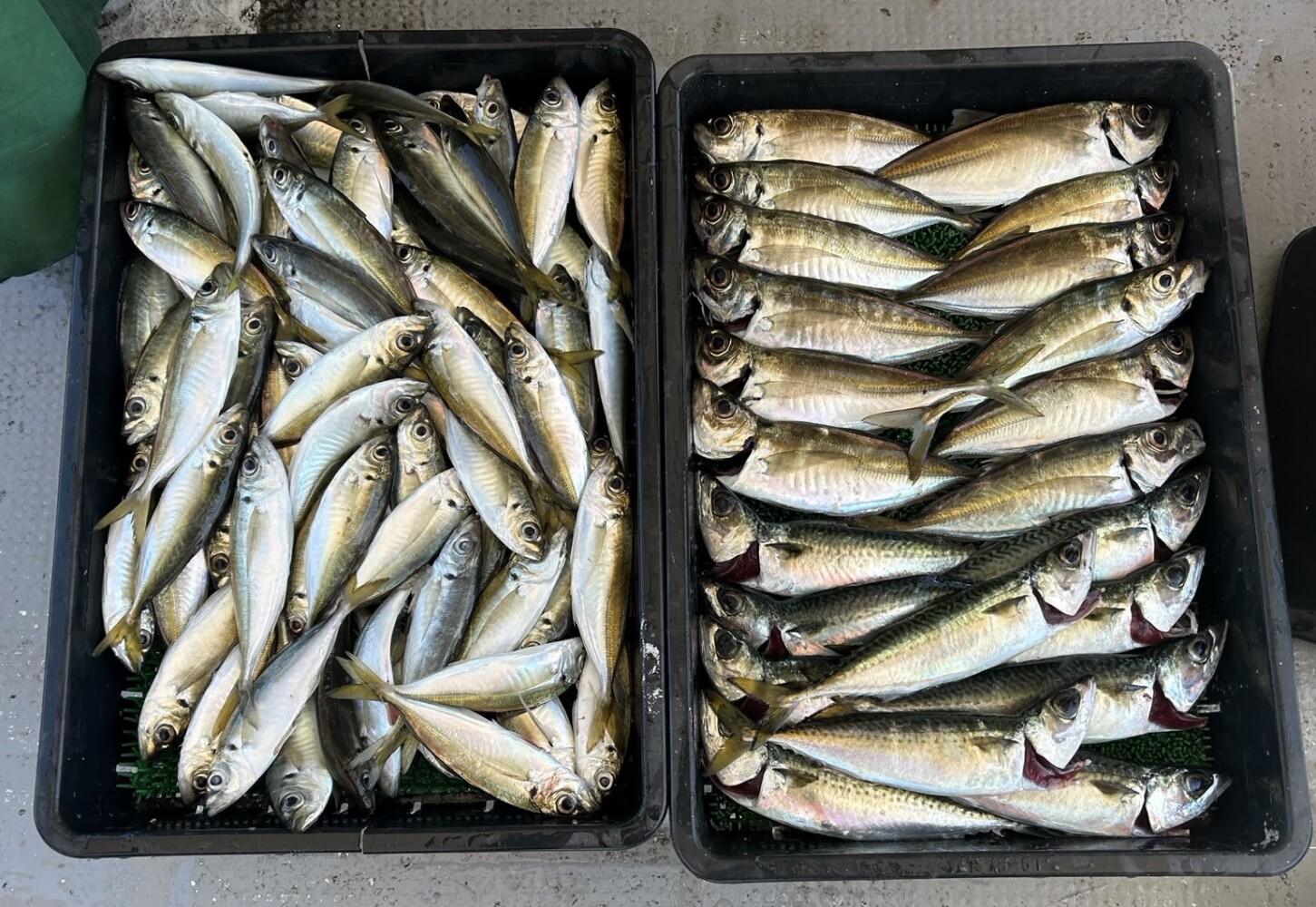釣果写真