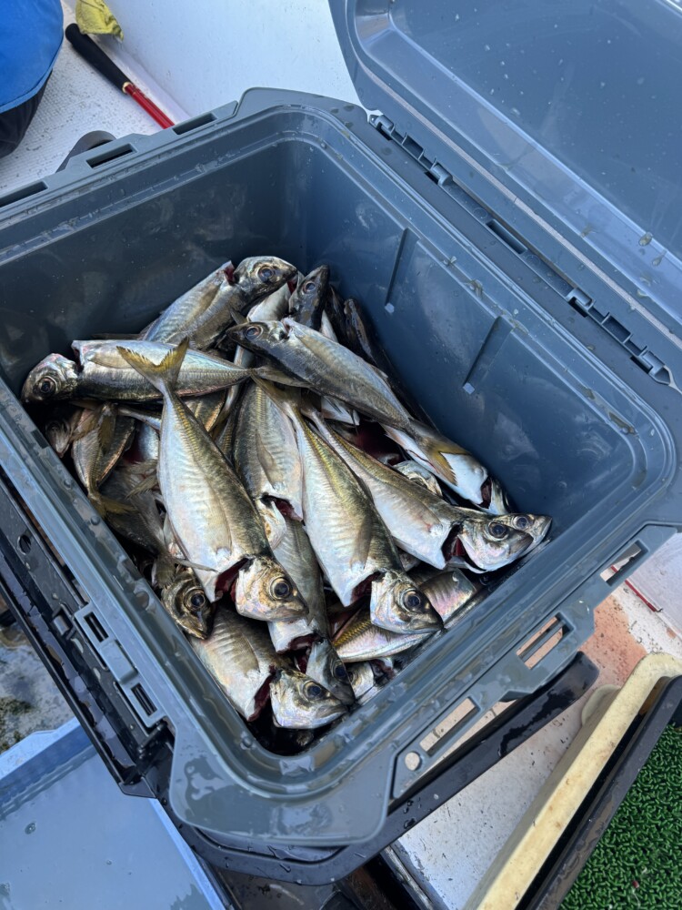 釣果写真