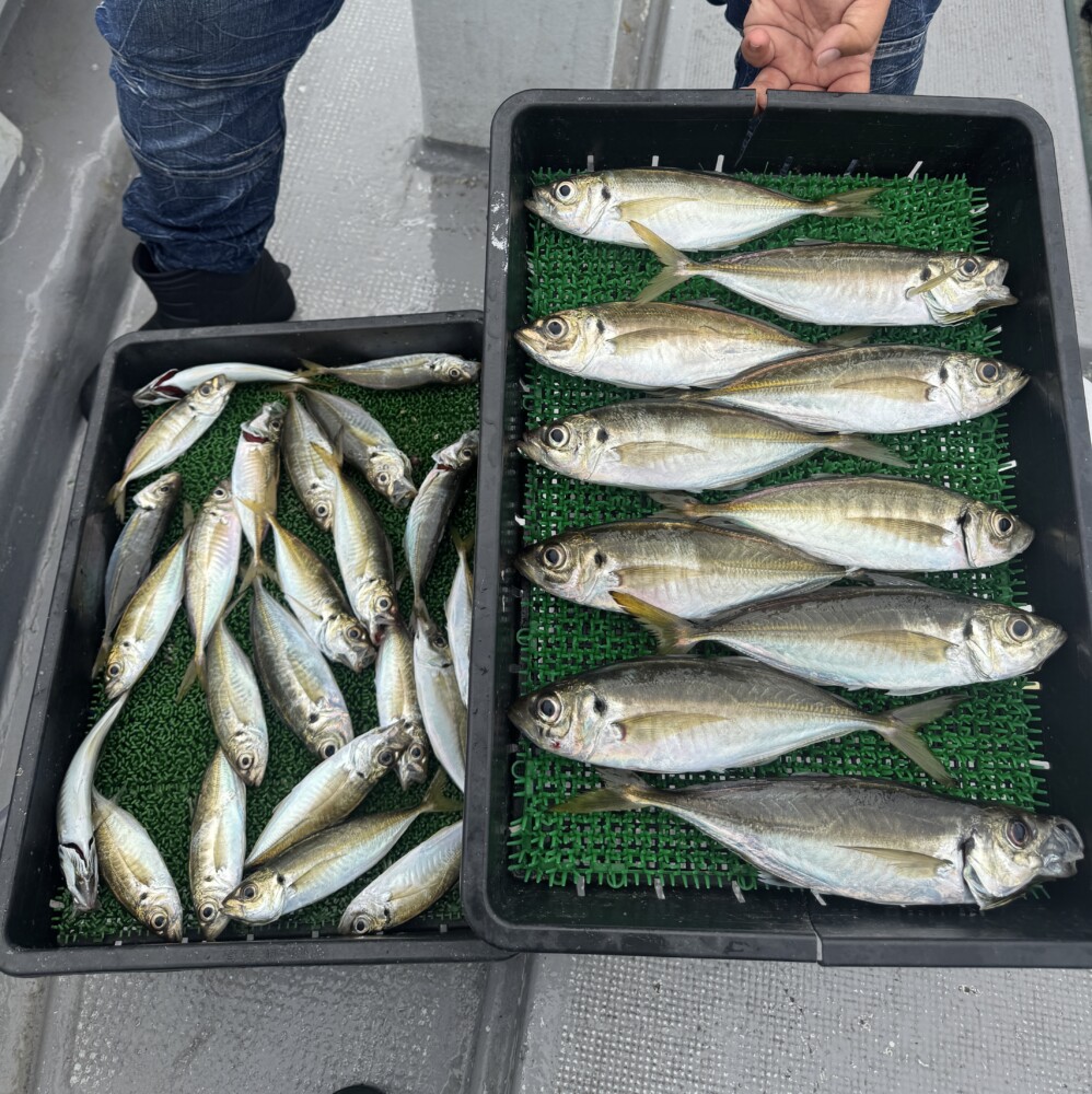 釣果写真