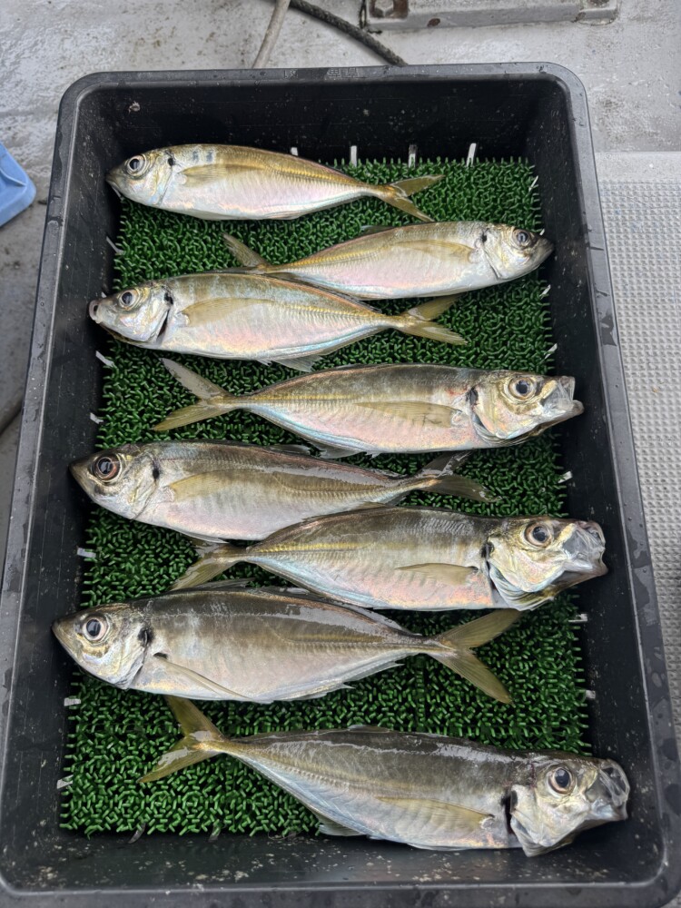 釣果写真