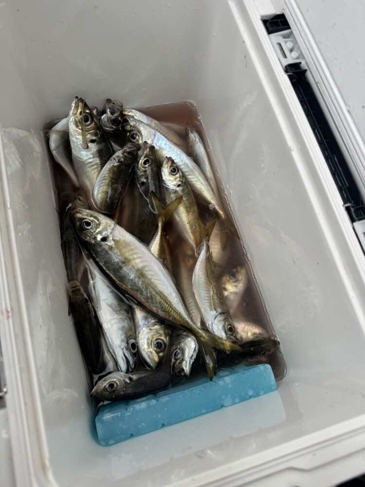 釣果写真