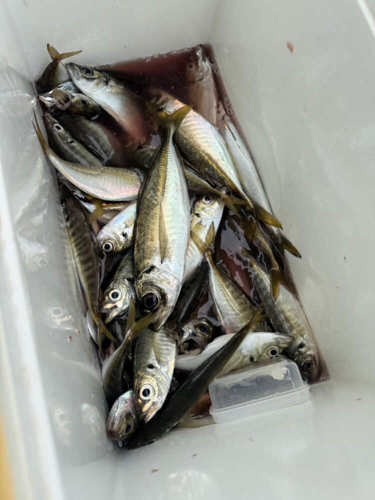 釣果写真