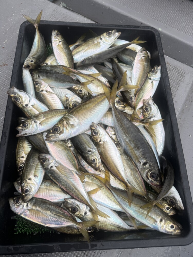 釣果写真