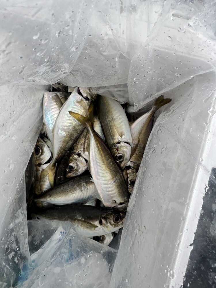 釣果写真
