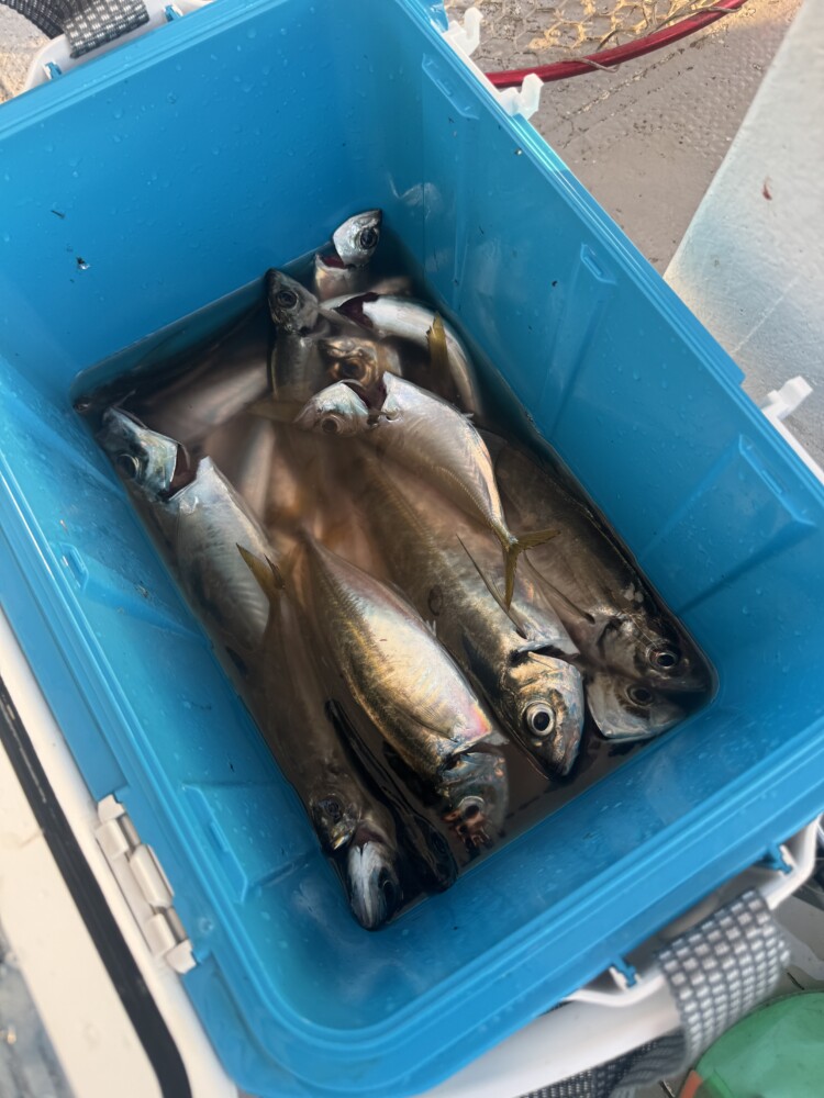 釣果写真