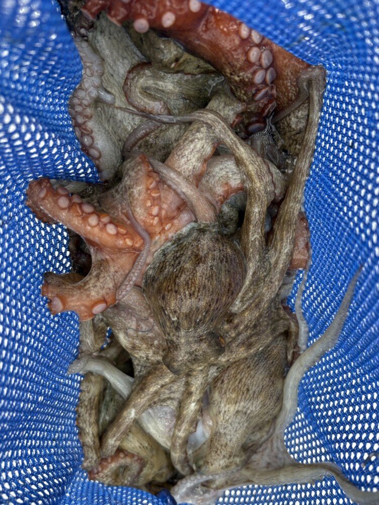釣果写真