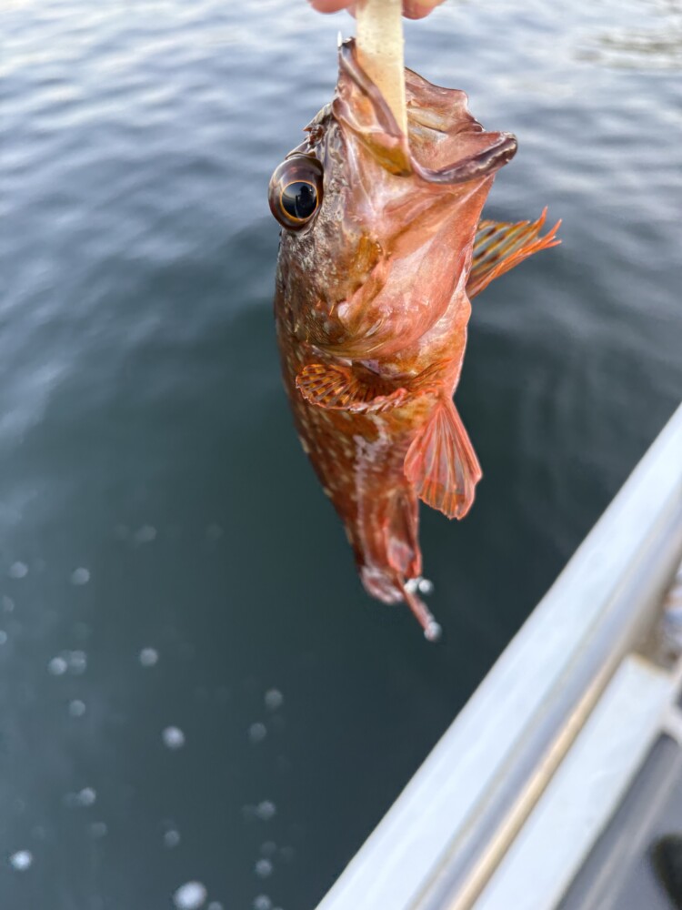 釣果写真