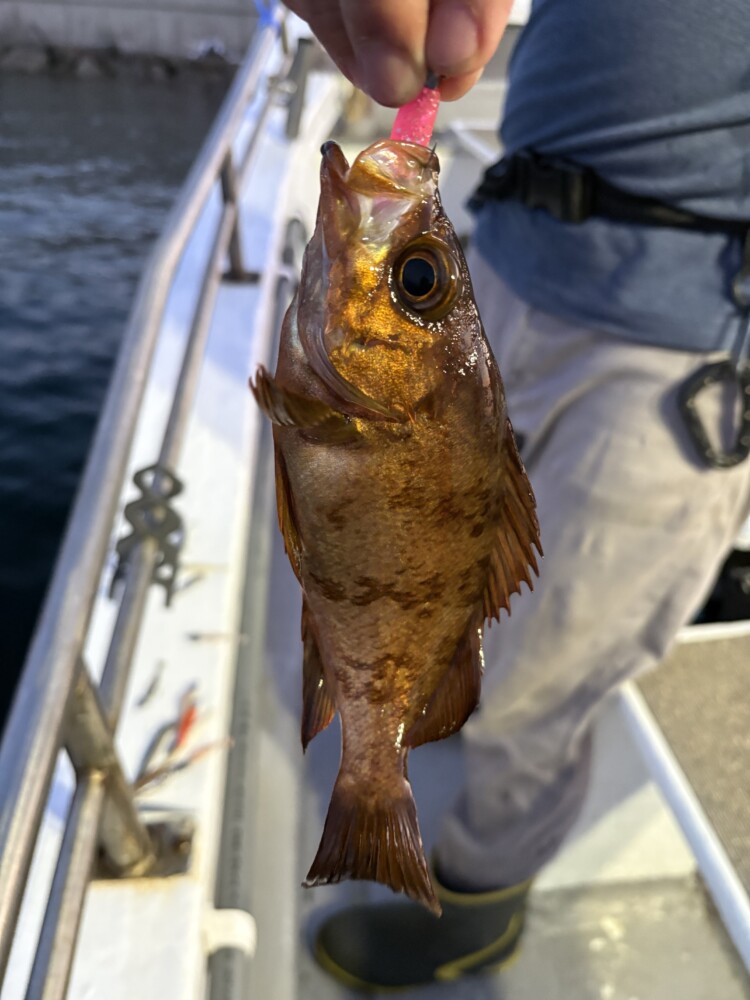 釣果写真