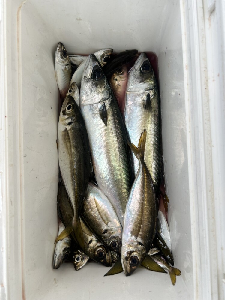 釣果写真