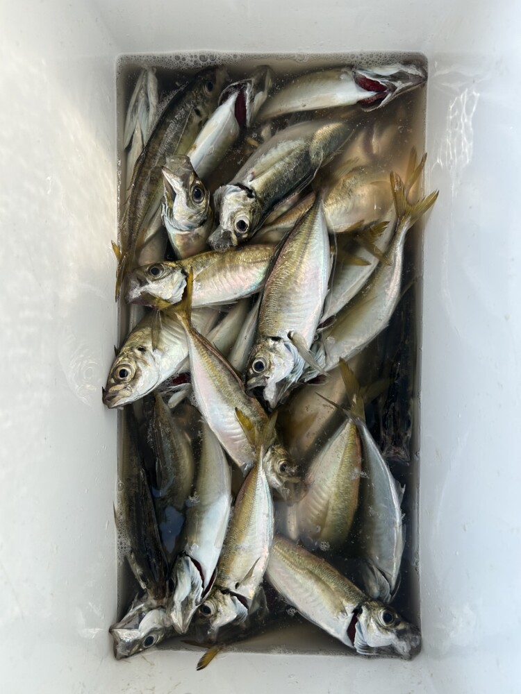 釣果写真