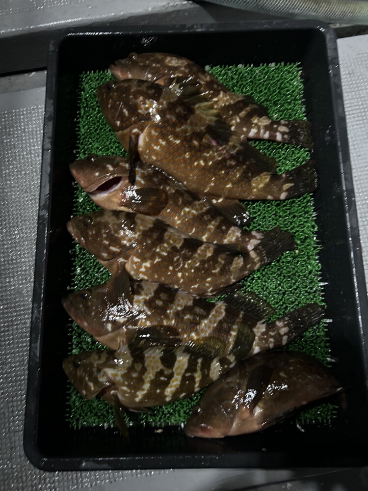 釣果写真