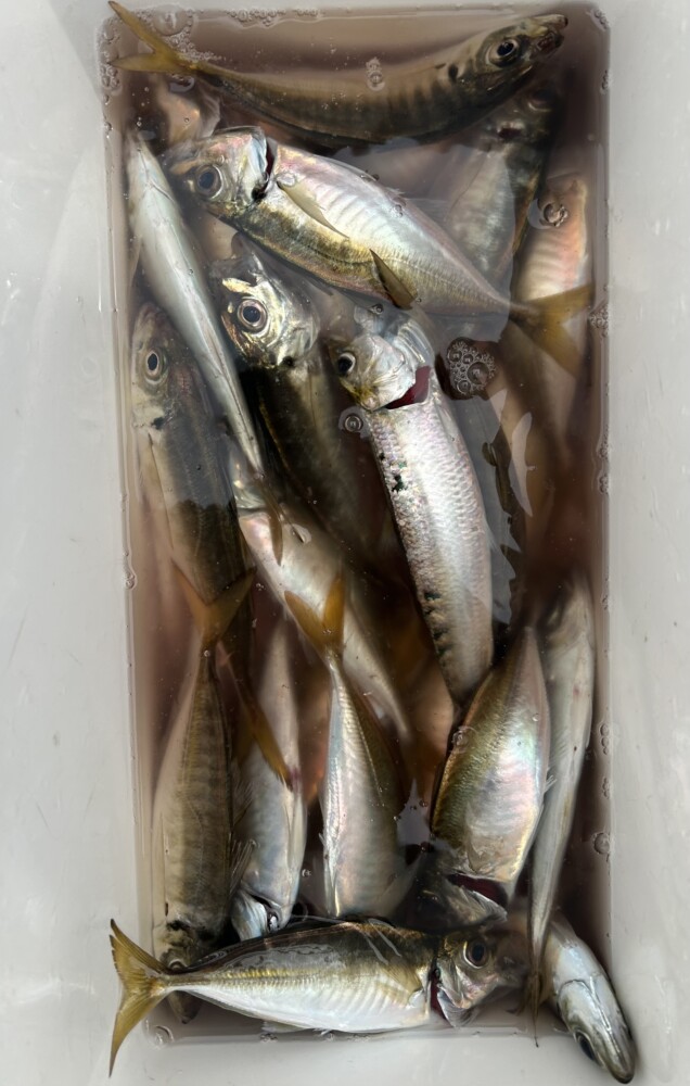 釣果写真