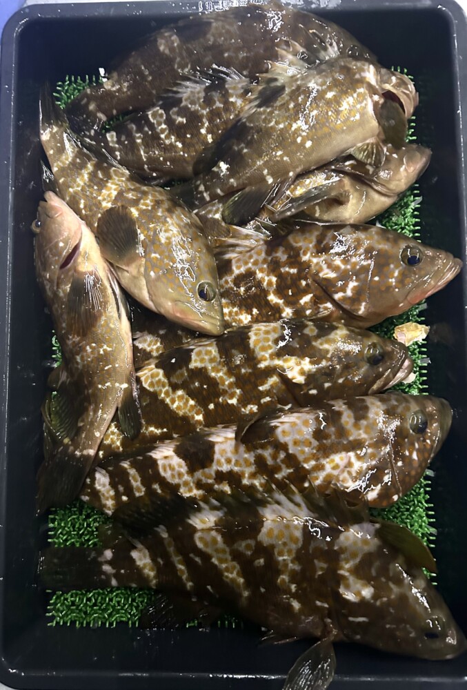 釣果写真