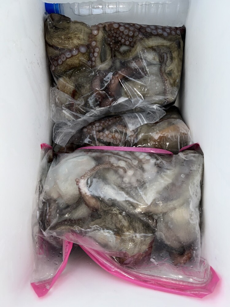 釣果写真