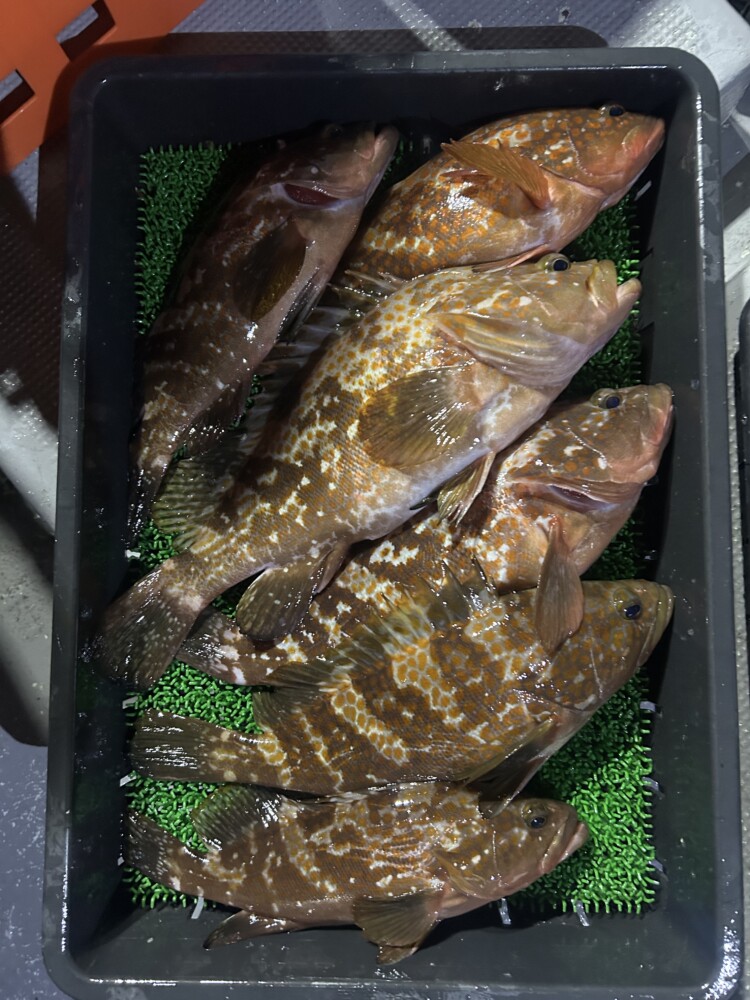 釣果写真