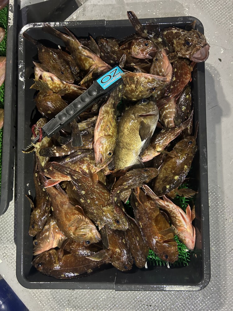 釣果写真