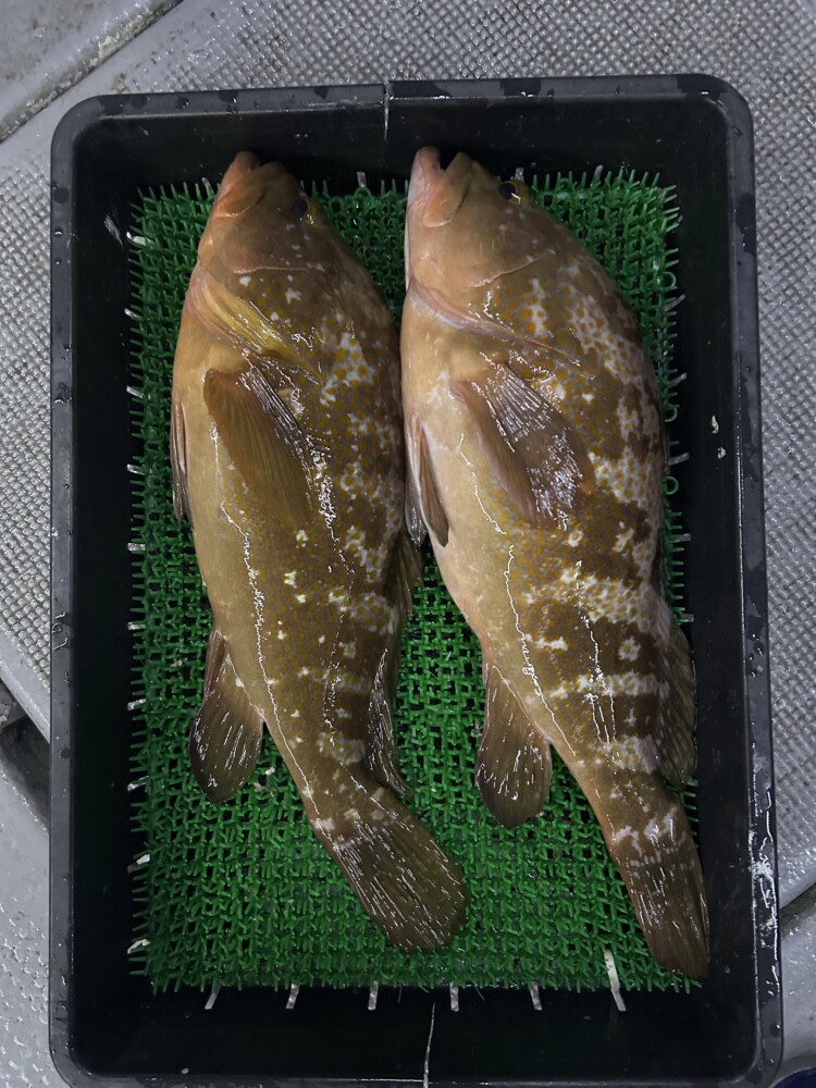 釣果写真