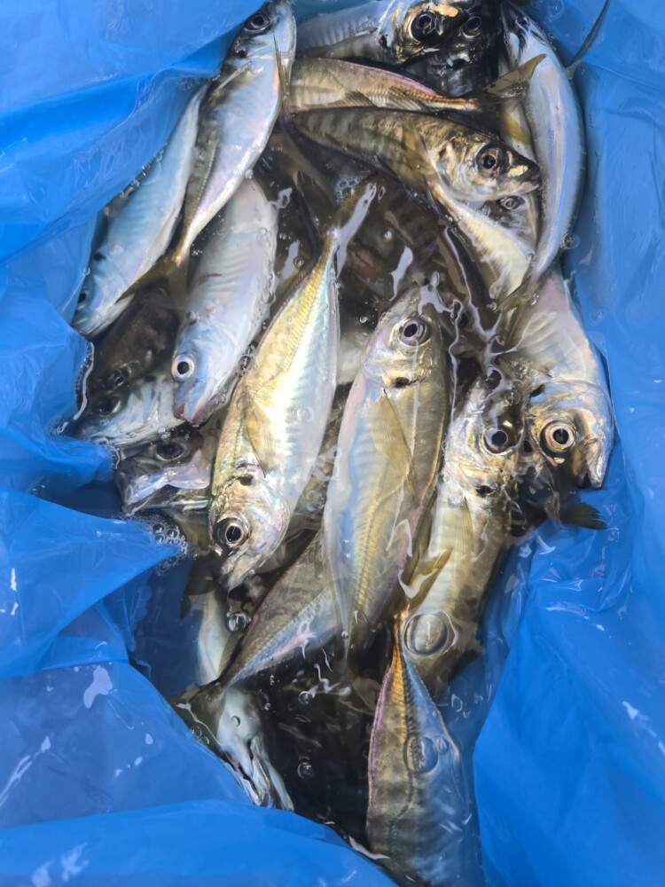 釣果写真