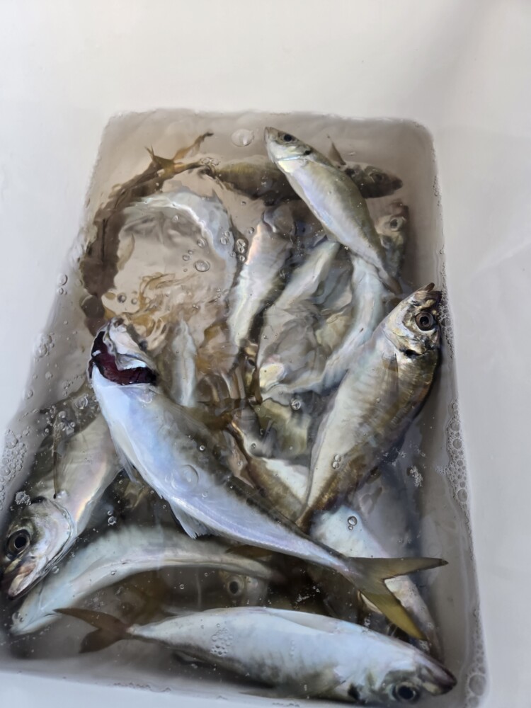 釣果写真