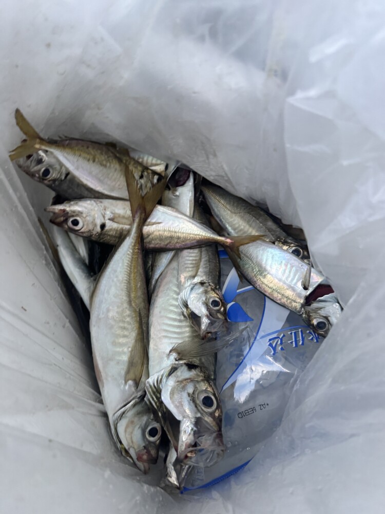 釣果写真