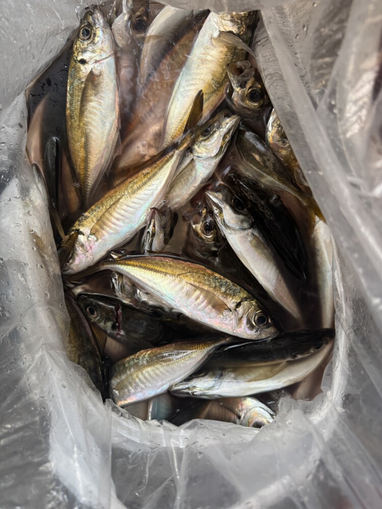 釣果写真