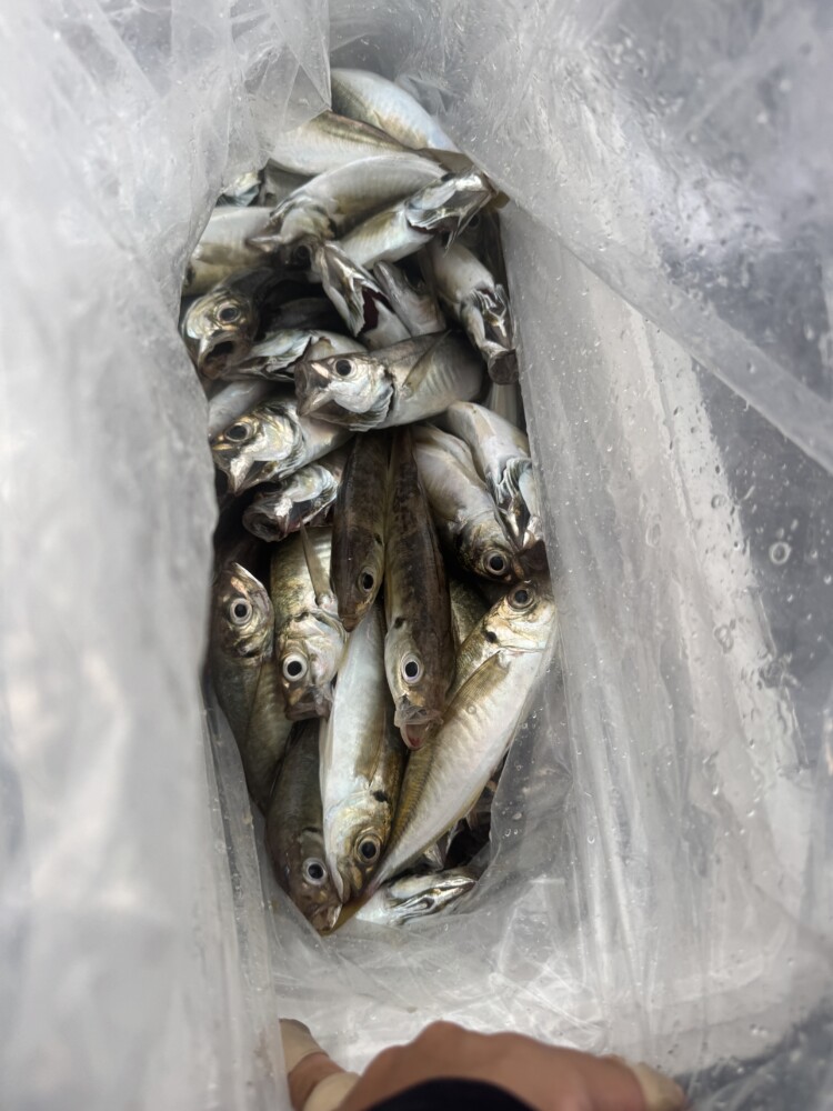 釣果写真