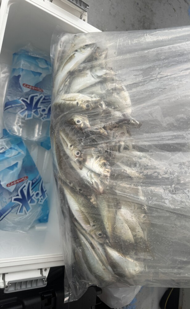 釣果写真