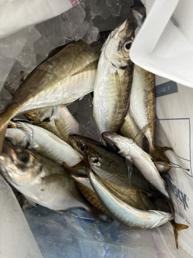 釣果写真