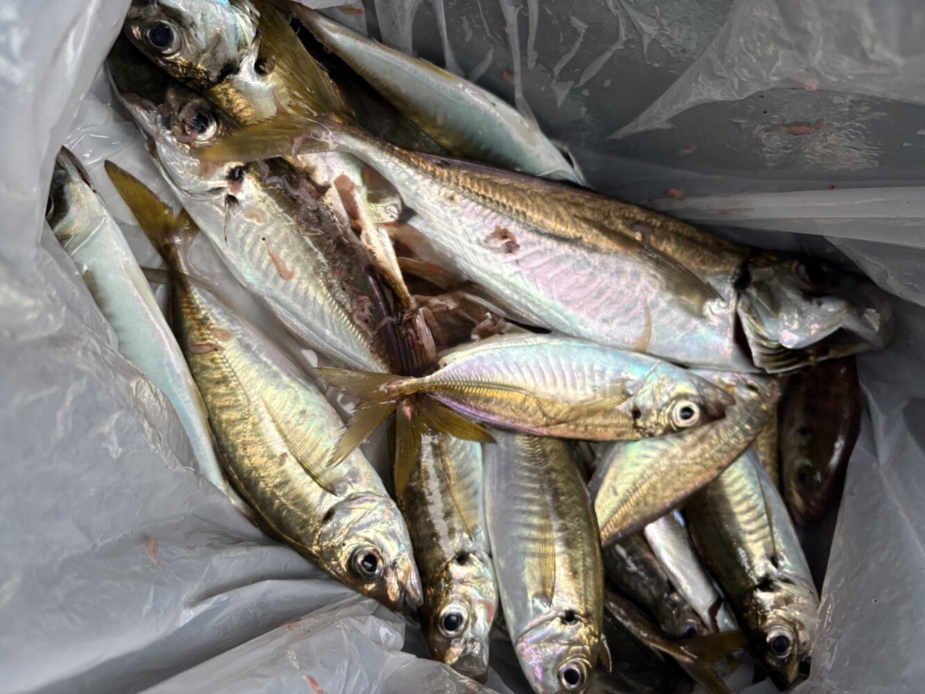 釣果写真