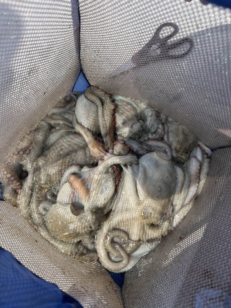 釣果写真