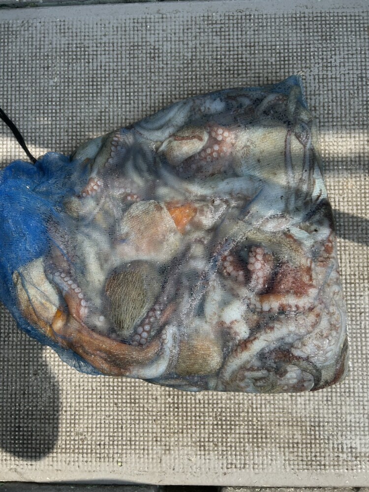 釣果写真