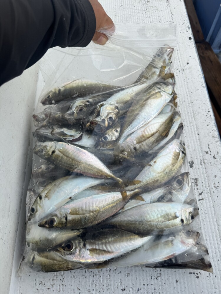 釣果写真