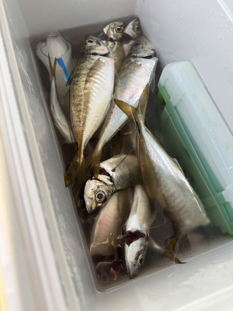 釣果写真