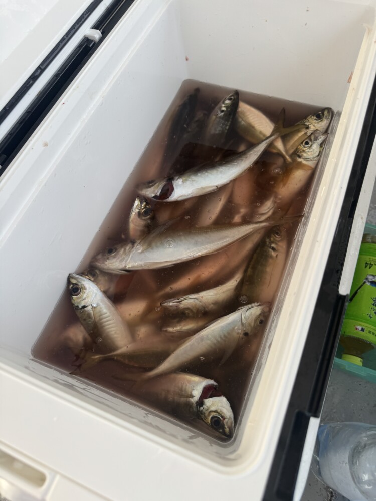 釣果写真