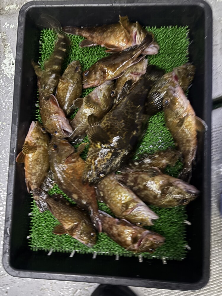 釣果写真