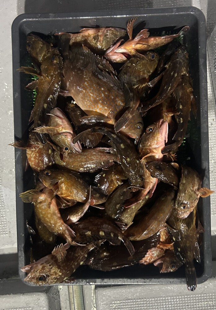 釣果写真