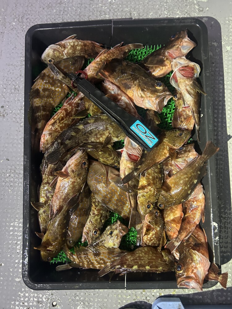 釣果写真