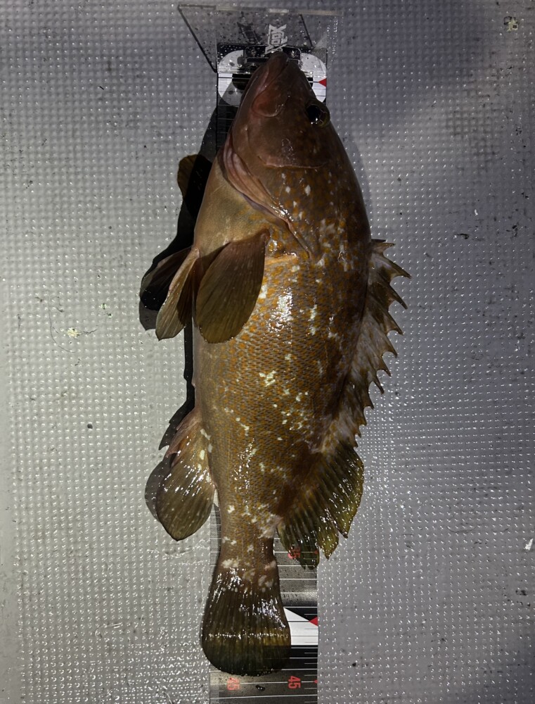 釣果写真